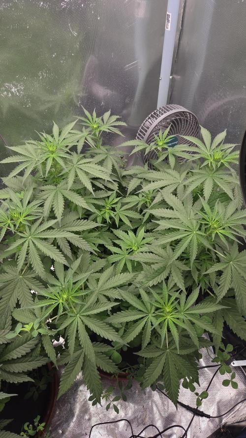 T.H.Seeds Bubble Banana Gum. Week 6 - Tag 48
Blütetag 13