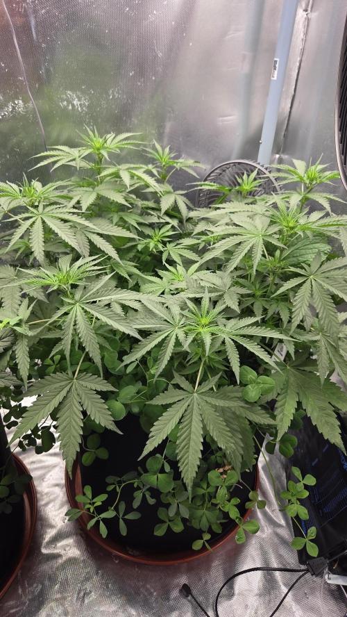 T.H.Seeds Bubble Banana Gum. Week 6 - Tag 48
Blütetag 13
