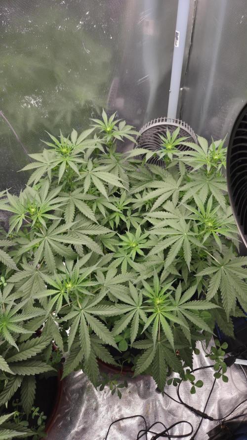 T.H.Seeds Bubble Banana Gum. Week 6 - Tag 49
Blütetag 14