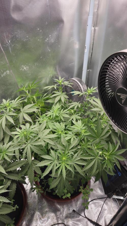 T.H.Seeds Bubble Banana Gum. Week 6 - Tag 49
Blütetag 14