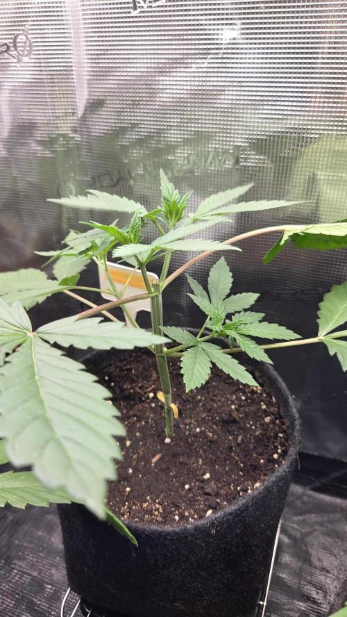 Malibu OG Gold. Week 2