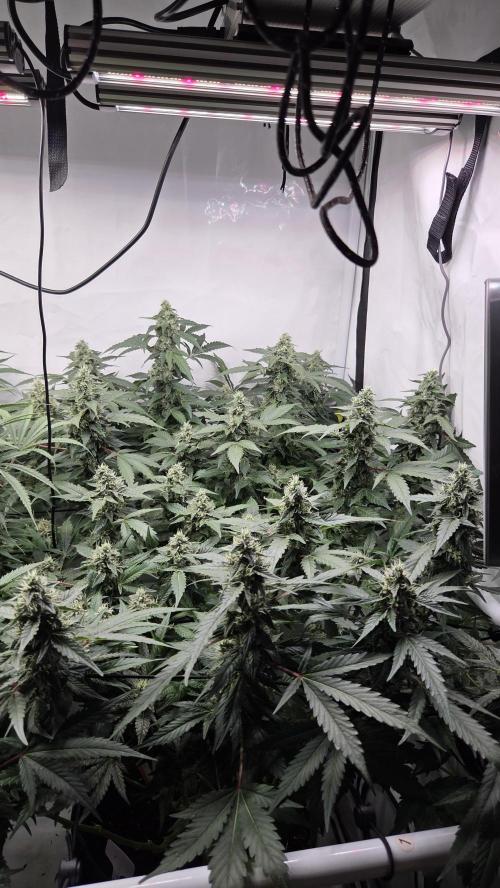 Kannabias Karibbean Mango. Week 12 - Tag 87
Blütetag 52