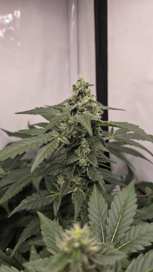 Kannabias Karibbean Mango. Week 12 - Tag 87
Blütetag 52