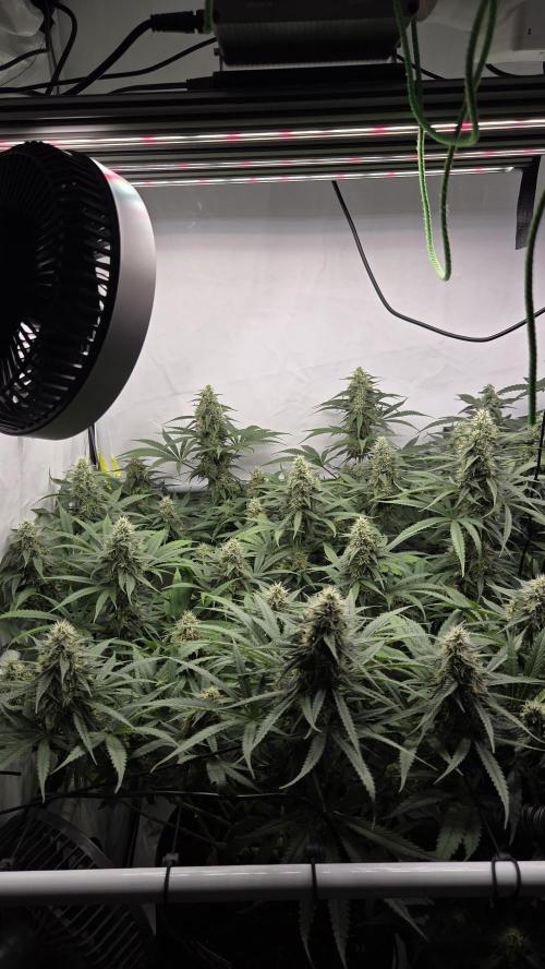 Kannabias Cherry Dream. Week 12 - Tag 86
Blütetag 51