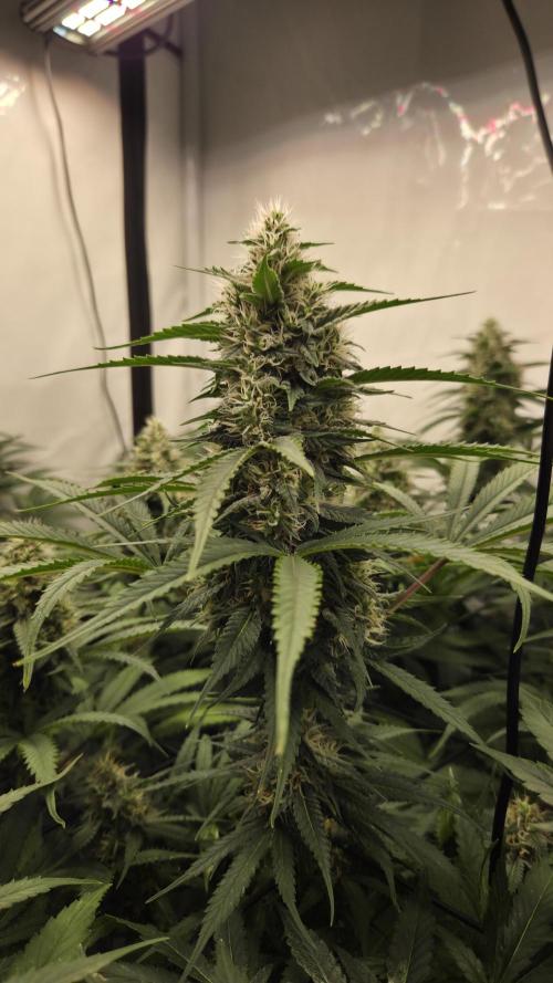 Kannabias Cherry Dream. Week 12 - Tag 87
Blütetag 52