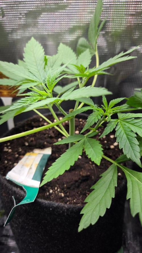 CCG / Sensi Malibu OG Gold. Week 2 - Tag 20