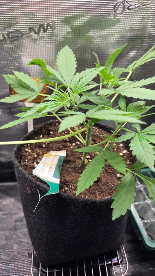 CCG / Sensi Malibu OG Gold. Week 2 - Tag 21