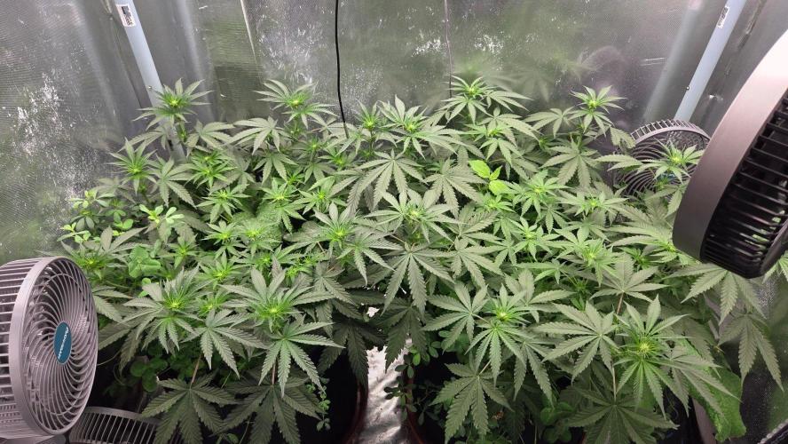 T.H.Seeds Bubble Banana Gum. Week 7 - Tag 50 Blütetag 15