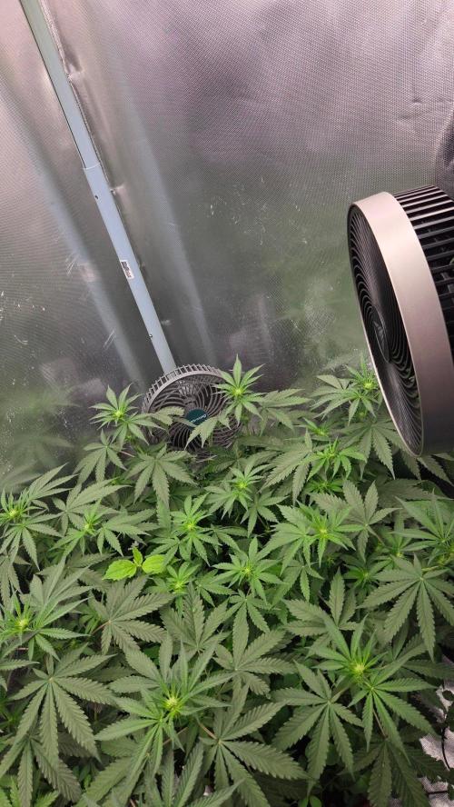 T.H.Seeds Bubble Banana Gum. Week 7