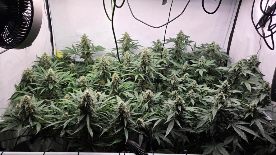 Pflanzregal 150W. Week 12