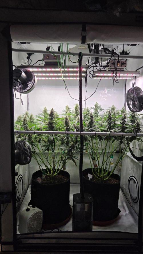 Kannabias Cherry Dream. Week 12 - Tag 88
Blütetag 53