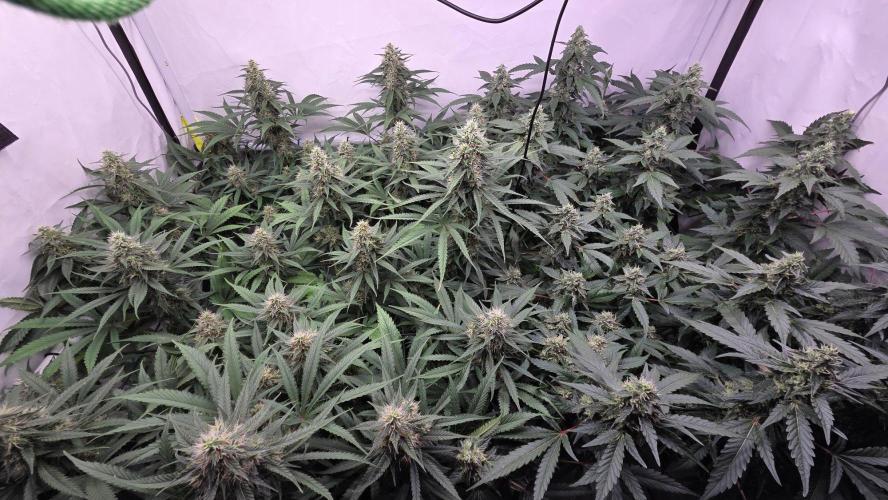 Kannabias Cherry Dream. Week 12 - Tag 88
Blütetag 53