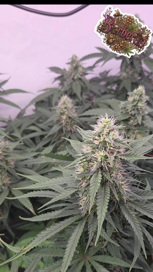Kannabias Cherry Dream