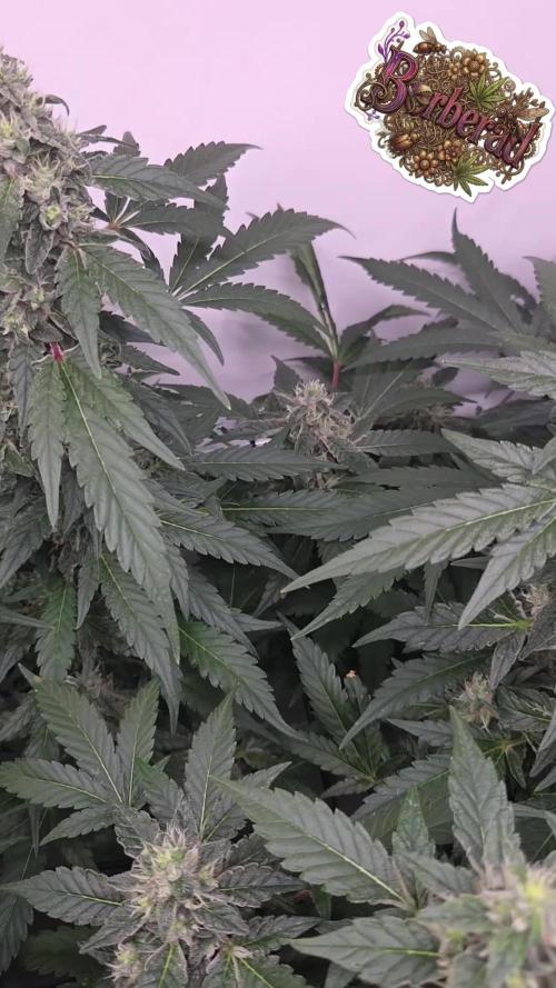 Kannabias Karibbean Mango