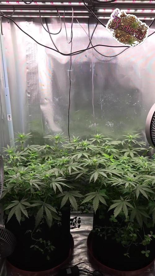 T.H.Seeds Bubble Banana Gum