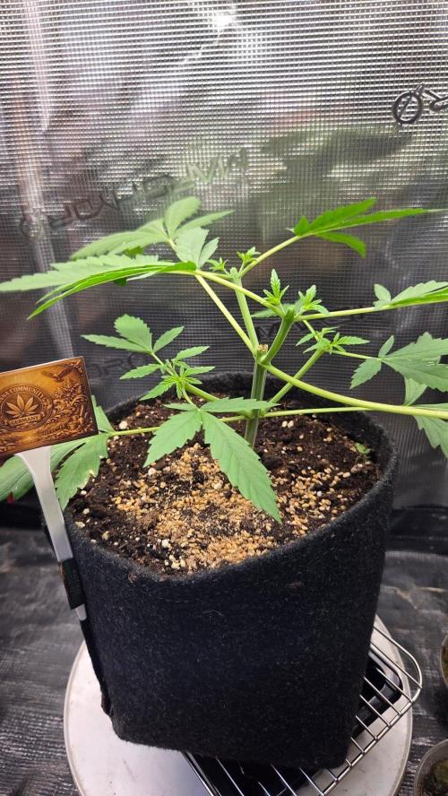 CCG / Sensi Malibu OG Gold. Week 3 - Tag23