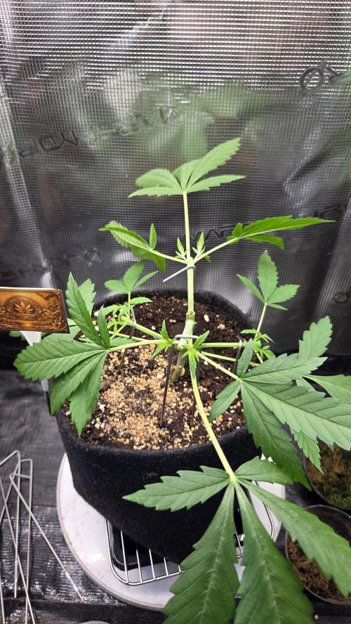 CCG / Sensi Malibu OG Gold. Week 3 - Tag 23