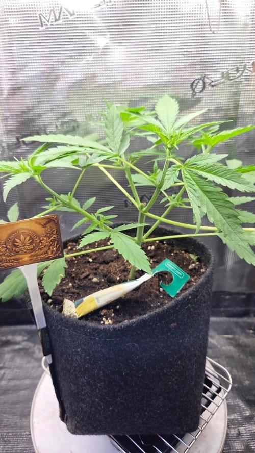 CCG / Sensi Malibu OG Gold. Week 3 - Tag 23