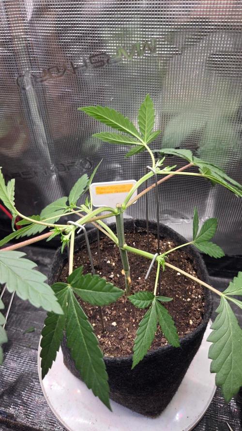 Tropicanna Poison F1 Fast Version. Week 3