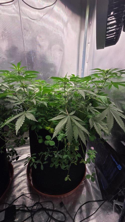 BubbleBananaGum. Week 7