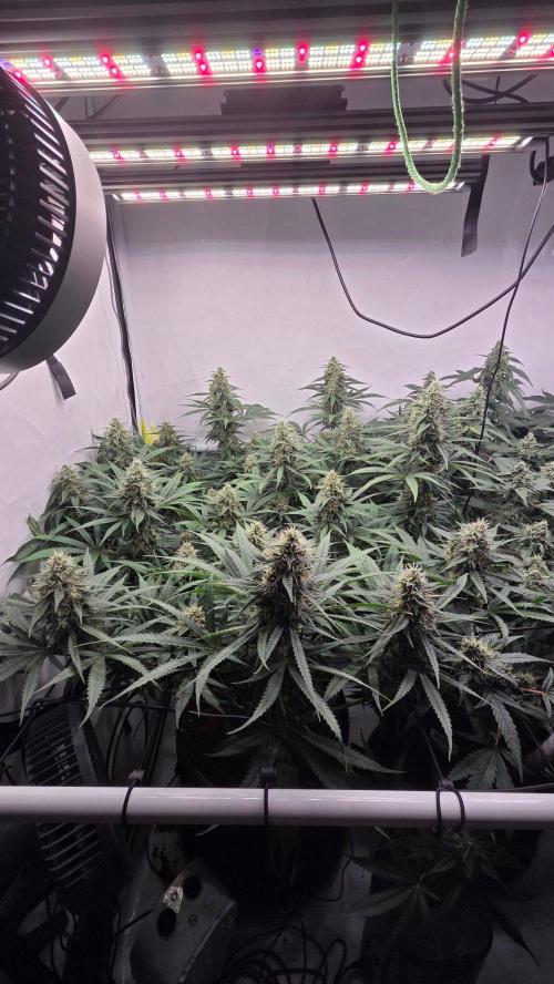 Pflanzregal 150W . Week 12