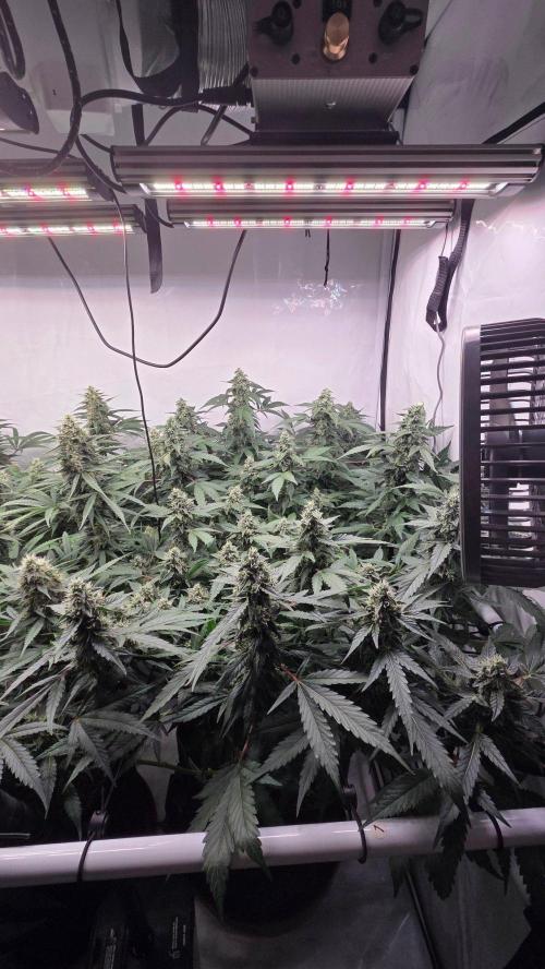 Pflanzregal 150W. Week 12