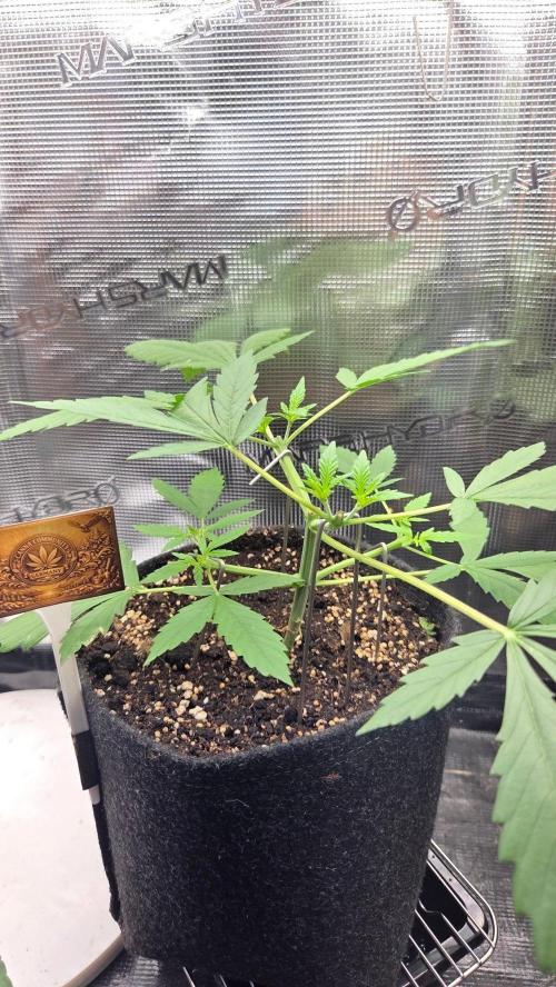 CCG / Sensi Malibu OG Gold. Week 3 - Tag 24