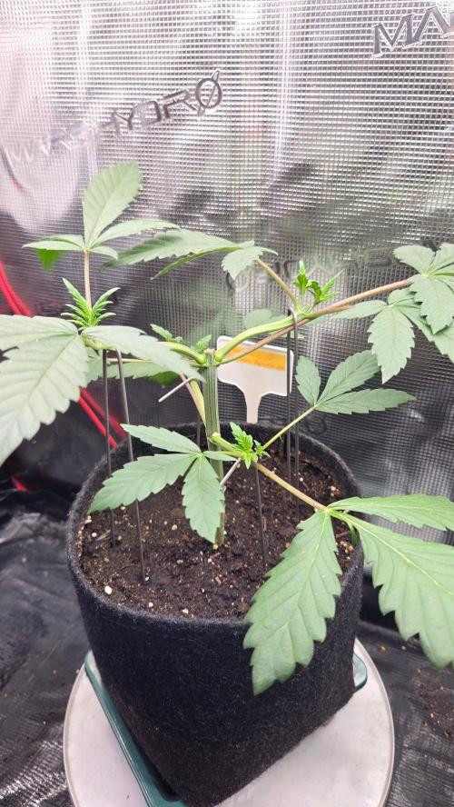 Tropicanna Poison F1 Fast Version. Week 3