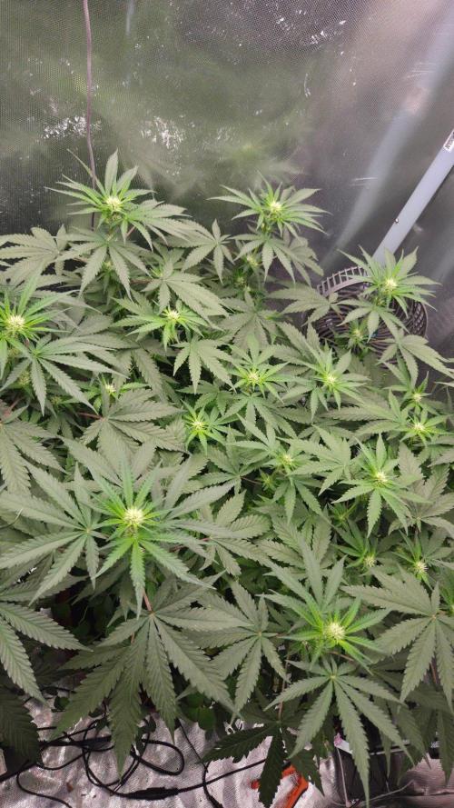 BubbleBananaGum. Week 7