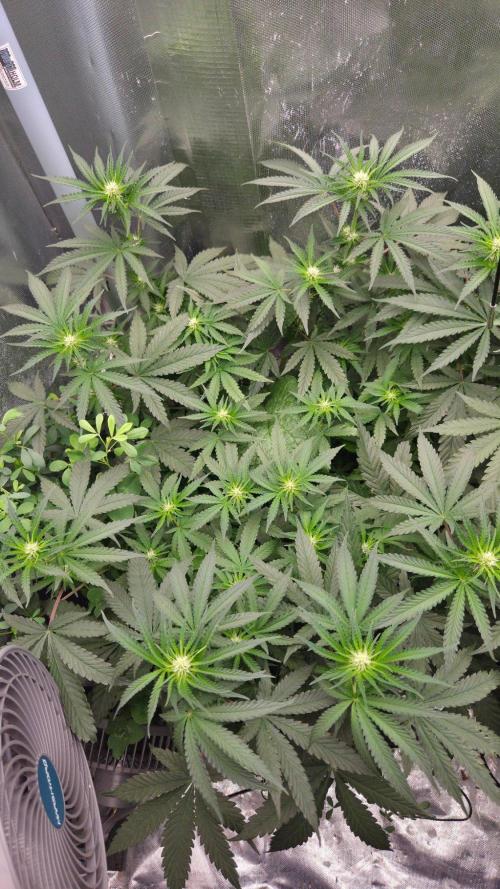 Afghan Noir . Week 7
