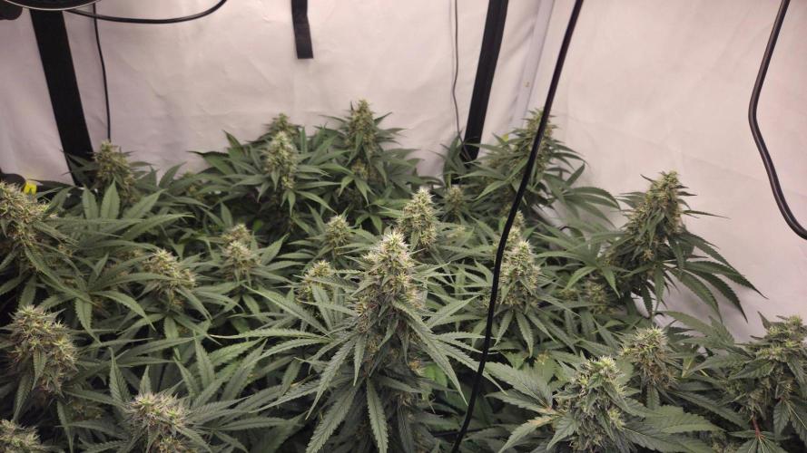 Kannabias Cherry Dream. Week 12 - Tag 91
Blütetag 56