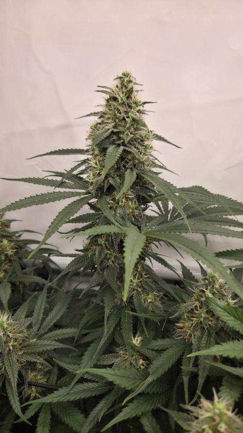 Kannabias Cherry Dream. Week 12 - Tag 91
Blütetag 56