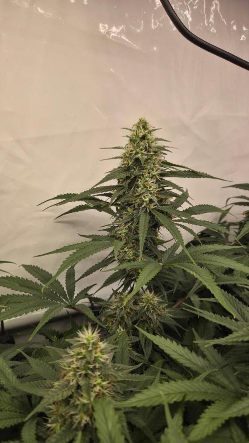 Kannabias Cherry Dream. Week 12 - Tag 91
Blütetag 56