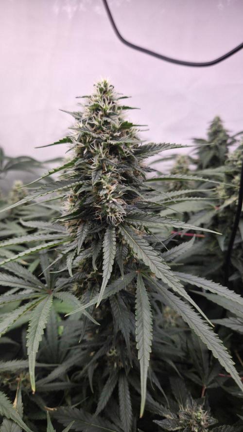 Kannabias Cherry Dream. Week 12 - Tag 91
Blütetag 56