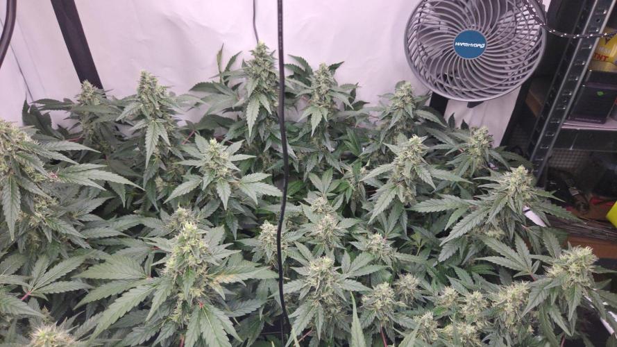 Kannabias Karibbean Mango. Week 12 - Tag 91
Blütetag 56