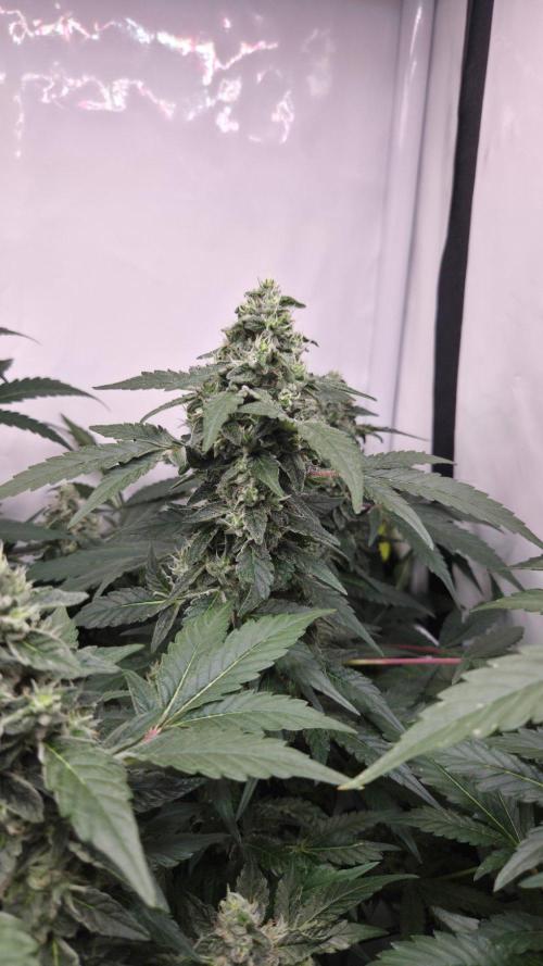 Kannabias Karibbean Mango. Week 12 - Tag 91
Blütetag 56