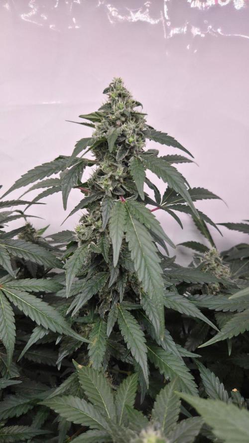 Kannabias Karibbean Mango. Week 12 - Tag 91
Blütetag 56