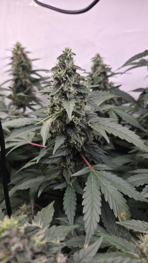 Kannabias Karibbean Mango. Week 12 - Tag 91
Blütetag 56