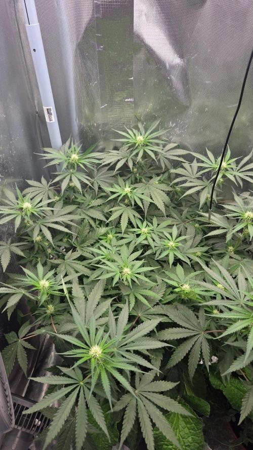 Afghan Noir . Week 7