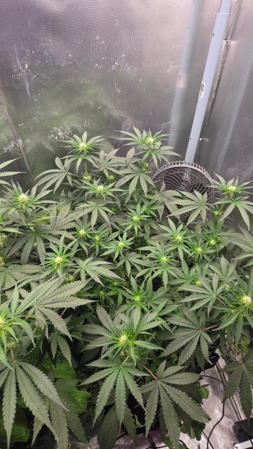 BubbleBananaGum. Week 7