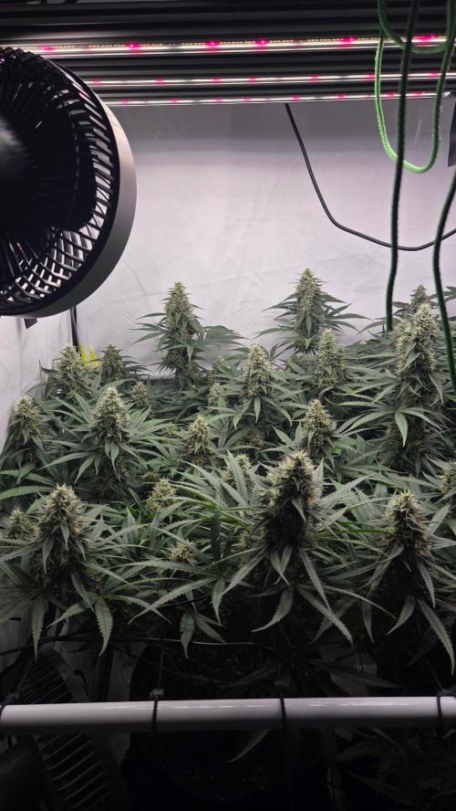 Kannabias Cherry Dream. Week 13 - Tag 92
Blütetag 57