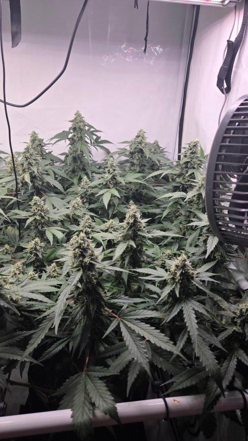 Kannabias Karibbean Mango. Week 13 - Tag 92
Blütetag 57