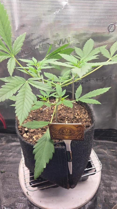CCG / Sensi Malibu OG Gold. Week 3 - Tag 25