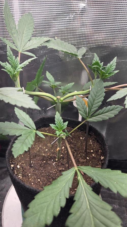 Tropicanna Poison F1 Fast Version. Week 3