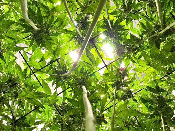 Kannabias Karibbean Mango. Week 13 - Tag 92
Blütetag 57
