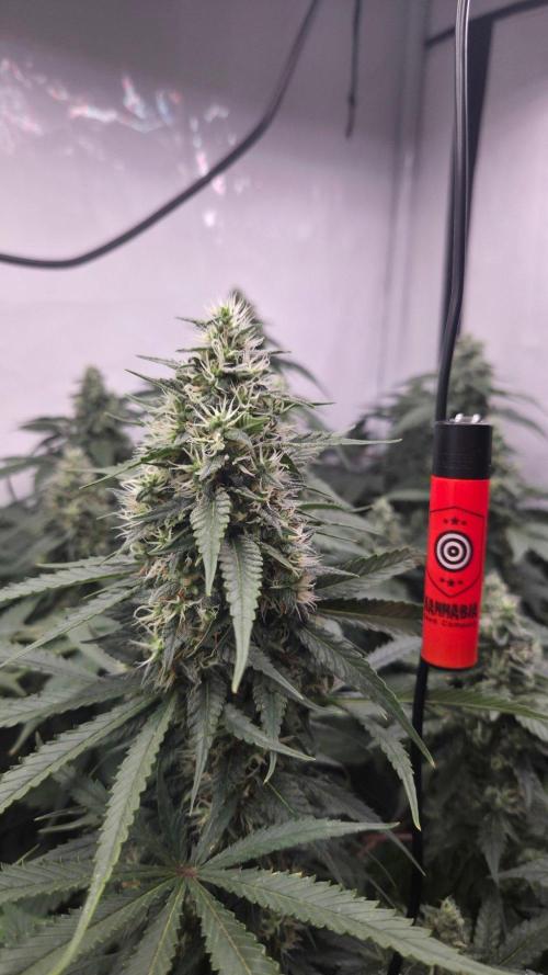 Pflanzregal 150W . Week 13