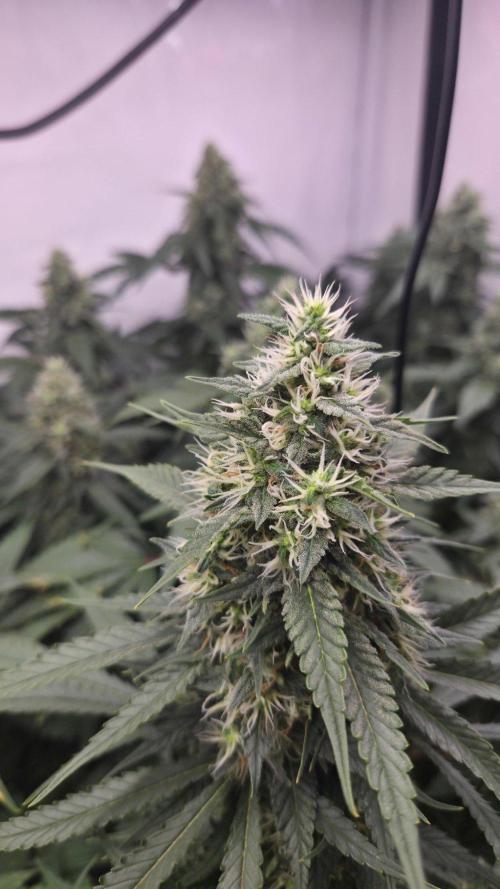Kannabias Cherry Dream. Week 13 - Tag 93
Blütetag 58