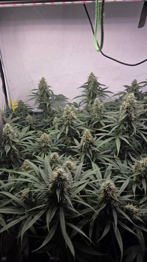 Pflanzregal 150W . Week 13