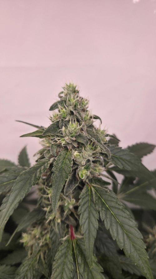 Kannabias Karibbean Mango. Week 13 - Tag 93
Blütetag 58