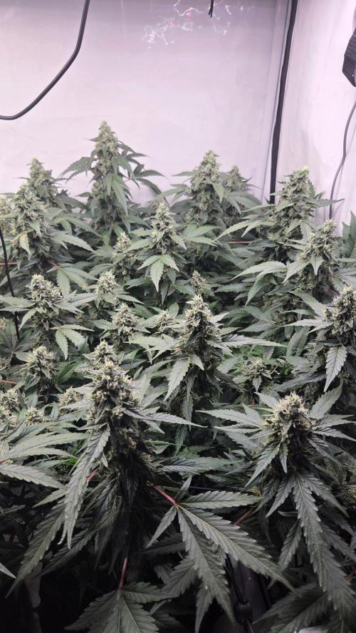 Kannabias Karibbean Mango. Week 13 - Tag 93
Blütetag 58